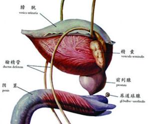 尿道炎的症状